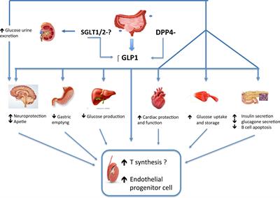 The Effects of the New Therapeutic Treatments for Diabetes Mellitus on the Male Reproductive Axis